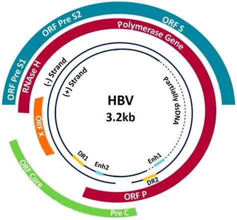 Hepatitis B Virus Molecular Epidemiology Host Virus Interaction