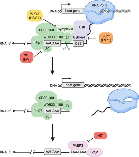 Frontiers Modulation Of MRNA 3 End Processing And Transcription