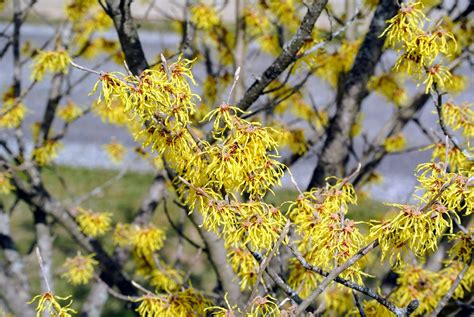 Blooming Witch Hazel The Martha Stewart Blog