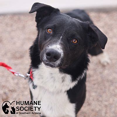 Tucson AZ Border Collie Meet MAXWELL A Pet For Adoption AdoptaPet