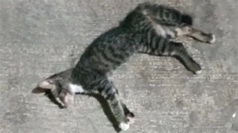 Ini Penyebab 21 Kucing Mati Mendadak Di Sunter News Liputan6