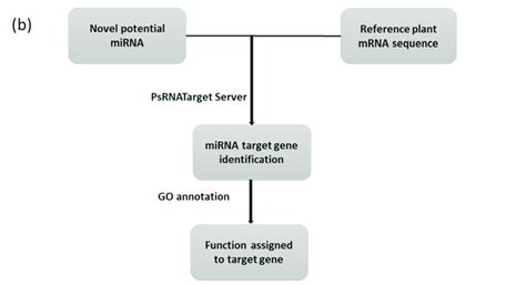 Workflow For In Silico Mining Of A Plant Mirna And B Target Genes