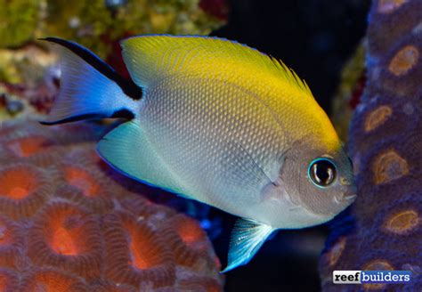 Swallowtail Angelfish