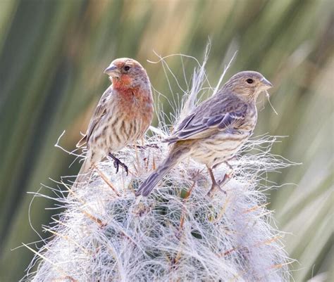 House Finch Nesting Habits – Everything You Need to Know! - Optics Mag