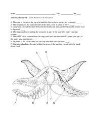 Echinoderm Test Review Worksheet Docx Name Date Per Anatomy Of A