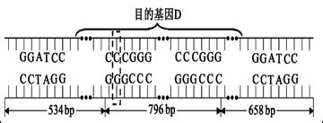 D Dna Sma Cccggg