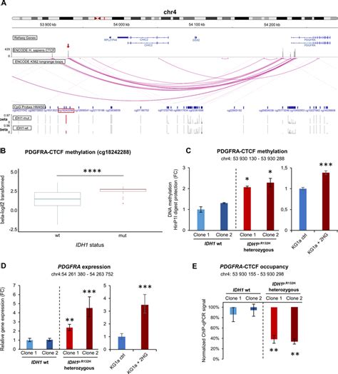 Hypermethylation And Decreased CTCF Binding At The CTCF Loop Anchor