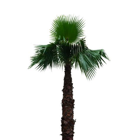 Palm Tree Plant Evergreen Tree Outdoor Palm Tree Plant Evergreen Png