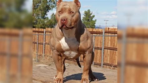 Are Pitbulls The Most Violent Breed Of Dog