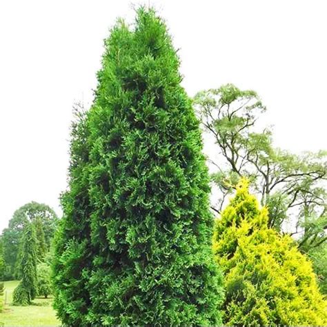 Rushmore Arborvitae For Sale Online The Tree Center