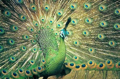 Peacock For Sale Is Waiting For You! - Jual Ayam Hias