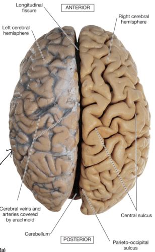 Bio Vl Grundlagen Der Neuroanatomie Karteikarten Quizlet