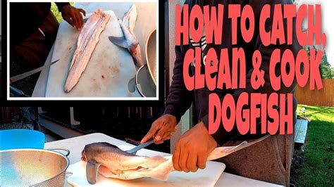 How to catch, clean and cook: Spiny dogfish - YouTube