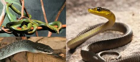 Snakes in Australia: Unveiling the 17 Fascinating Species