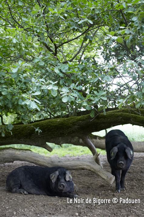 Le Porc Noir De Bigorre Sysco Grossiste Alimentaire Pour