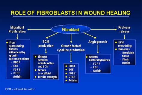 Woundbiotech-Wound Healing Process - Pict 13