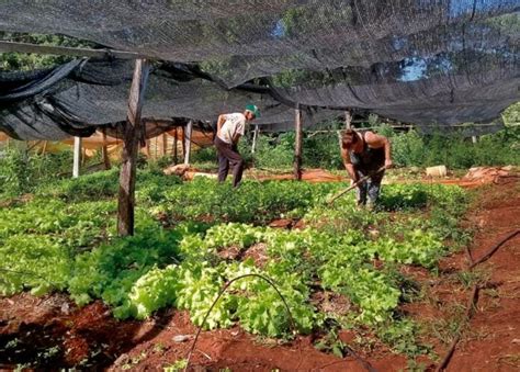 Desde El Inta Advierten Sobre La Llegada De Las Primeras Heladas Y Los