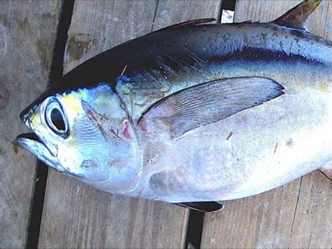 Gambar Ikan Tuna Terbesar dan Termahal Hasil tangkap Indonesia Terbaru ...