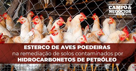 Projeto de inovação contra contaminação de solo Revista Campo Negócios