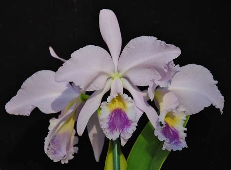 Cattleya Labiata Coerulea Bluer First Bloom For Me Of A Flickr