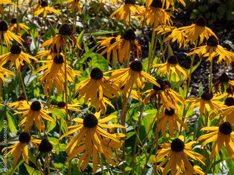 Black Eyed Susan Orange Coneflower Rudbeckia Fulgida Var Sullivantii