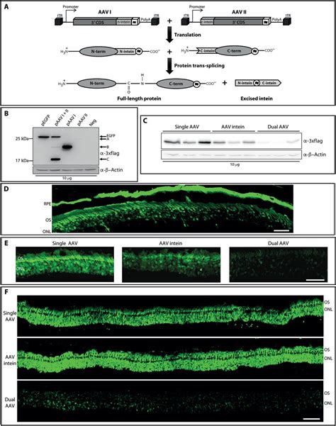 Intein Mediated Protein Trans Splicing Expands Adeno Associated Virus