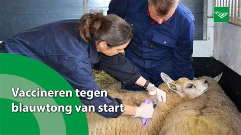 Vaccineren Tegen Blauwtong Van Start Youtube