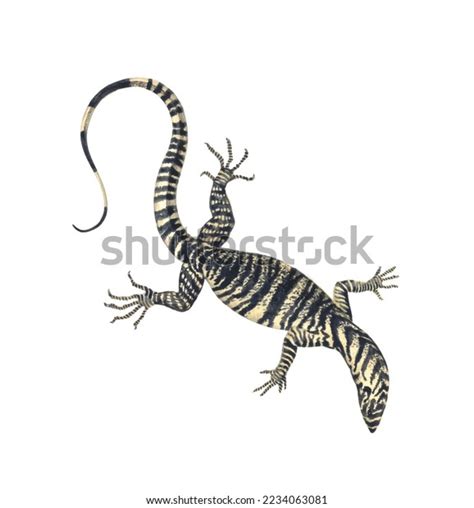 Realistic Color Scientific Illustration Lace Monitor Stock Illustration