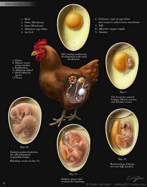 El Ciclo De Desarrollo De Un Huevo De Gallina Gallinas De Traspatio