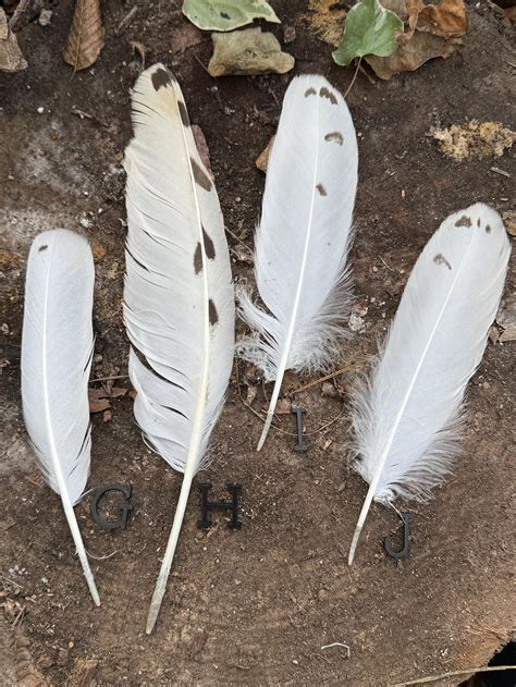 One (1) Rare Snowy Owl Feather | Owl Feather | Bird of Prey Feather