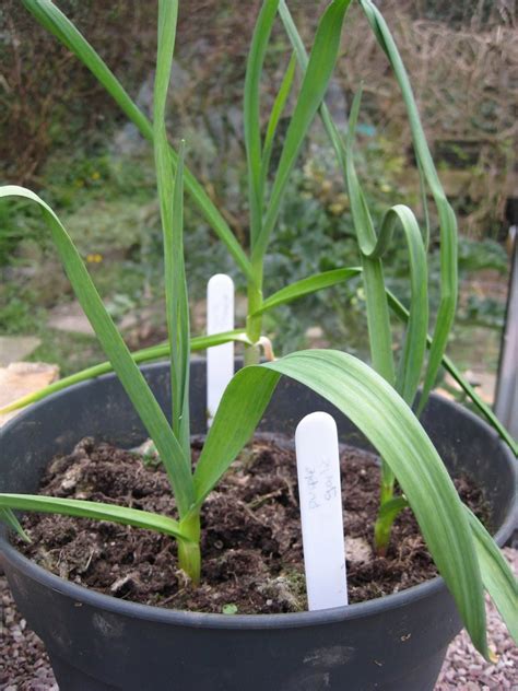 New Ways of Growing Garlic Indoors - Properly Rooted