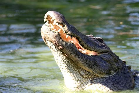 Gatorland Orlando tickets | Orlando