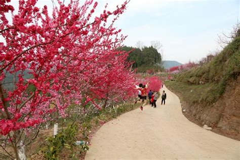 苍溪黄猫垭桃花节黄猫垭旅游景区官网