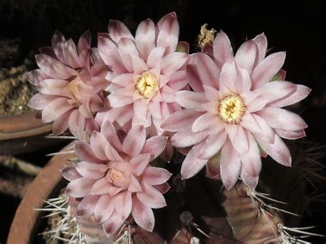 Gymnocalycium Mihanovichii