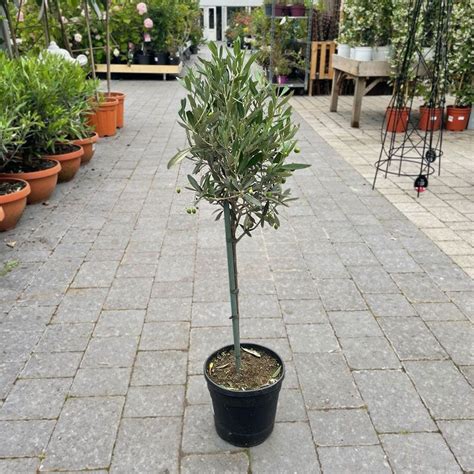 Olea Europaea Mini Olive Tree Ornamental Trees Arboretum Garden