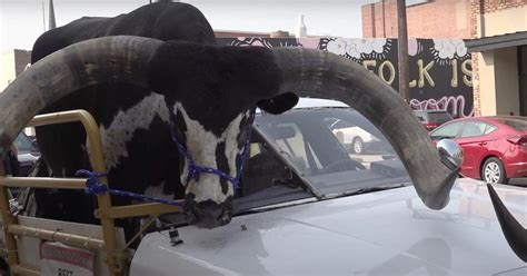 Norfolk Man With Bull Riding Shotgun Is Stopped By Police