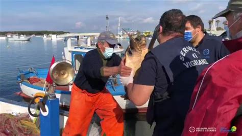 Le Aree Marine Protette Di Porto Cesareo E Torre Guaceto Insieme Per Le