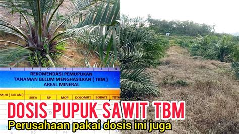 Dosis And Rekomendasi Pupuk Kelapa Sawit Di Kebun Tbm 1 2 3 Youtube