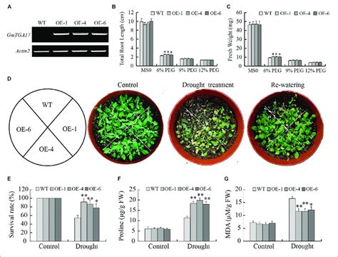 Heterologous Overexpression Of Gmtga In Arabidopsis Enhanced