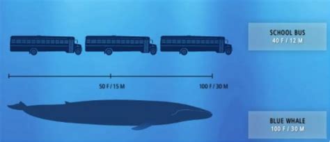 Titanoboa Size Comparison