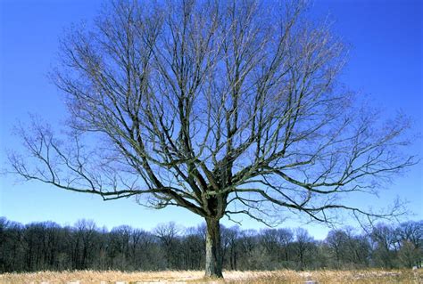 Sugar Maple In Winter 54470 Stock Photo Image Of Tree Area 198598196