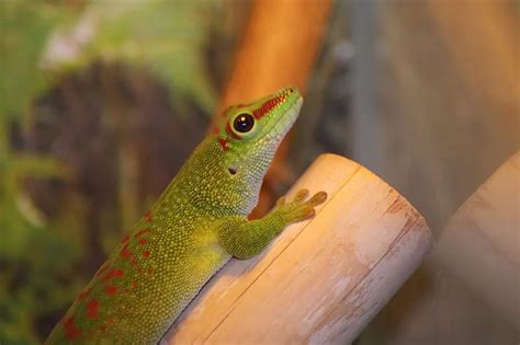 13 Lizards That Live In Trees With Pictures Wildlife Informer