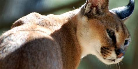 First Arabian Caracal Sighted In Al Ain For 35 Years Arabian Business