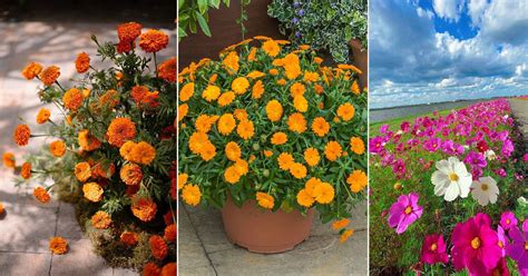 October Birth Flower Meaning | 3 Best October Flowers | Balcony Garden Web