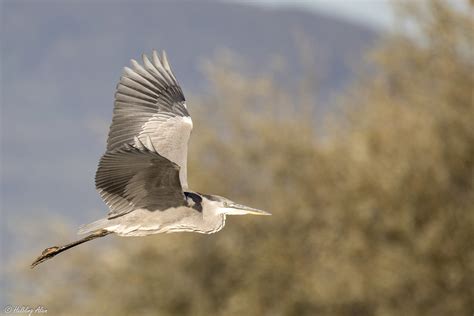 Héron cendré Ardea cinerea Linnaeus The Gray Heron Flickr