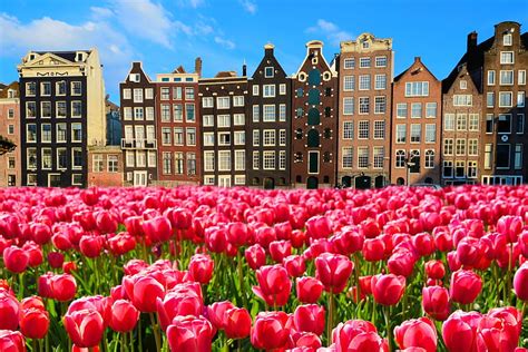 Pink holland tulips, bonito, tulips, pink, Netherland, canal, houses ...