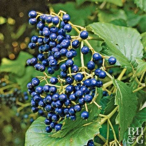 Arrowwood Viburnum Dentatum Is A Particularly Good Shelter Plant For