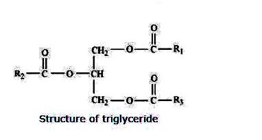 Understanding Triglyceride Structure, Composition & Role in the Body