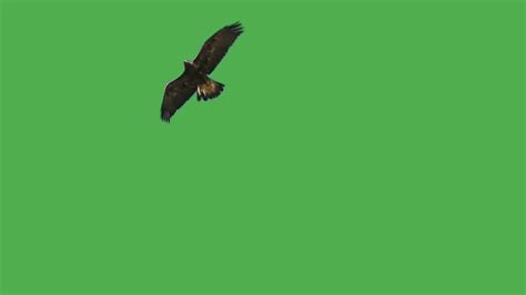 Green Screen Eagle Flying Youtube