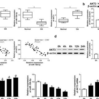 Different Expression Levels Of Malat Mir P And Akt In Normal